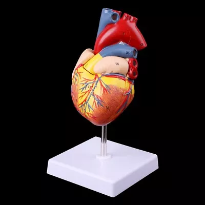 1:1 Disassembled Anatomical Human Heart Model Anatomy Medical Teaching Model US • $35.14