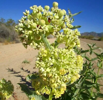 Desert Milkweed Seeds (Asclepias Erosa) - 10 Seeds- • $6.99