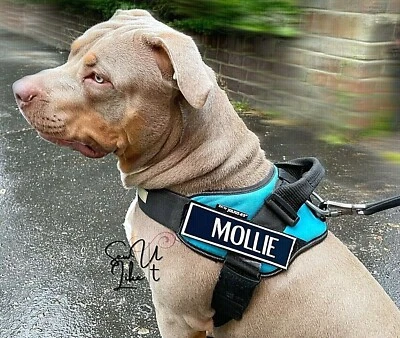 £11.99 • Buy Dog Harness Name Patch Embroidered Pet Name Patch Suitable For Julius-K9 Harness