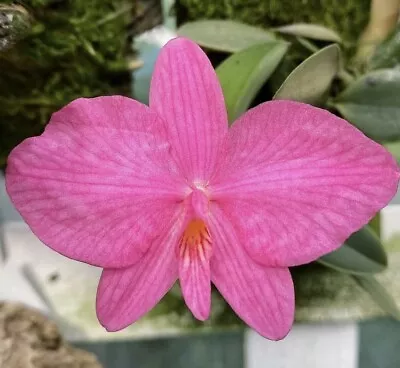 Sophronitis Rosea Miniature Orchid Species Bloom Size  • $39.99