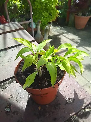 £3.50 • Buy Hosta Laterna Magica