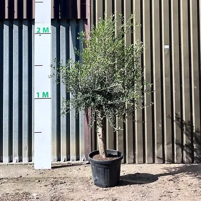 Olive Tree Tuscan Thick Stem 2M • £224.99