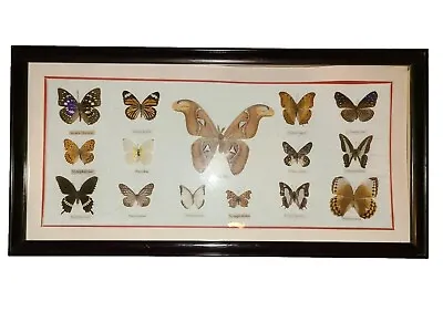 🦋Vintage Framed Butterfly Taxidermy 15 Total ATTACUS ATLAS & More 31×15.5  • $75