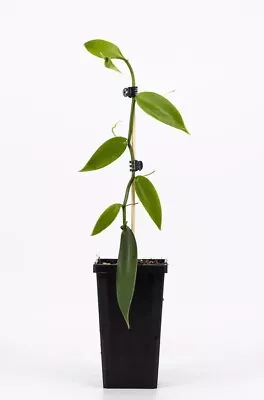 VANILLA BEAN ORCHID (vanilla Planifolia) Evergreen Vine • $30