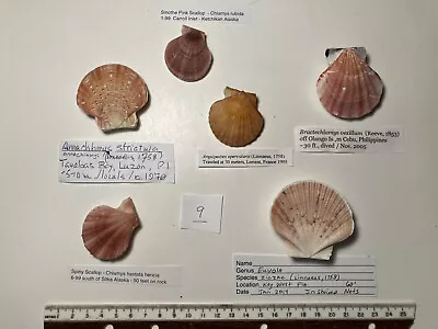 Worldwide Scallop Collection Lot 9. 6 Species. Great Shape. • $19