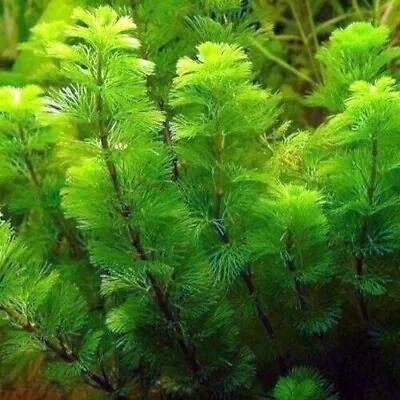 Green Cabomba Caroliniana Freshwater Live Aquarium Plants BUY 2 GET 1 FREE ✅ • $8.99