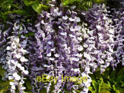£2 • Buy Photo 6x4 Wisteria In Bloom Bushy Hill/TQ0251 Wisteria Sinensis C2007