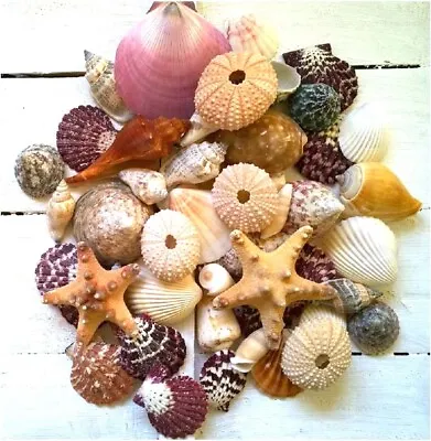 50 Assorted Mixed Seashells 2 Starfish 4 Pink Urchins Quality Shell Selection • £13.99