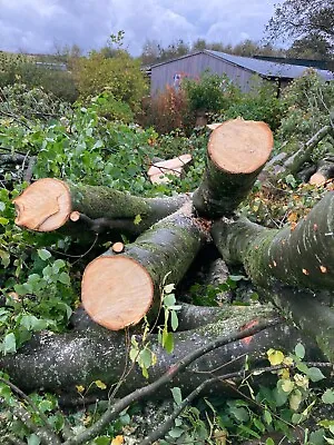Lime Wood ( As-felled Tree ) • £200