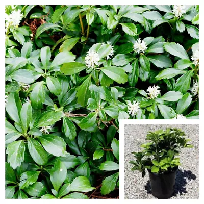 Pachysandra Terminalis 4inches Japanese Pachysandra Plant Full Live Plant Ground • $4.99