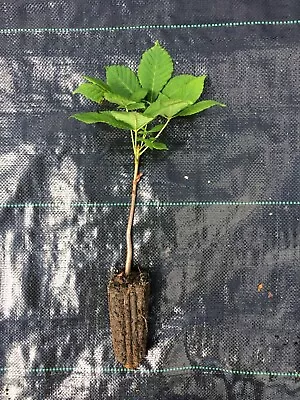 5 X Horse Chestnut (Aesculus Hippocastanum) 20-30cm - Cell Grown • £17.99