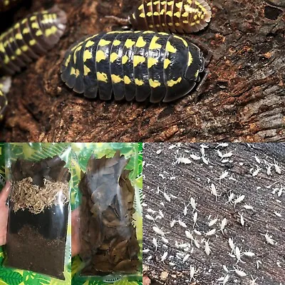 15 Live A. Gestroi Isopods/ SPRINGTAILS / ABG Bedding / Leaves **Combo Package** • $49.99