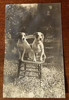 ATQ 1900s Photo Jack Russell Terriers Pair Beloved Dogs IDed Toots & Binks Chair • £23.64