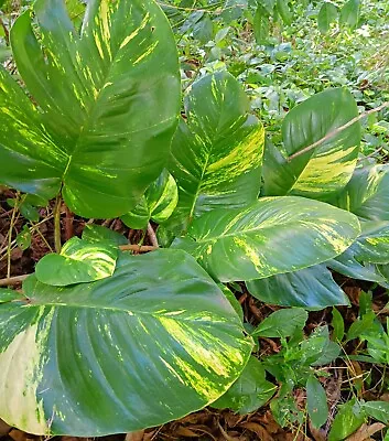 SALE ⚡ (12) Golden Pothos Cuts 6  - 8  Variegated (from Giant Leaf) Rooted Vine  • $8.99