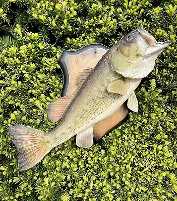 Vintage BASS  Fish Taxidermy Taxidermied Wall Mount Real Skin Trophy • $98.99