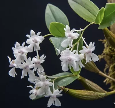 Dendrobium Aberrans MINIATURE Blooming Size • $28