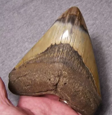 Megalodon Shark Tooth 5 1/8  Shark Teeth Fossil Stunning Color Polished Jaw Real • $189