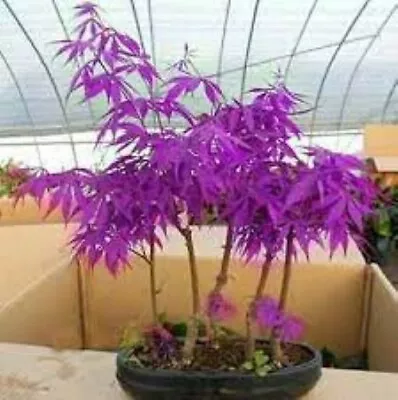 Purple Ghost Japanese Maple Bonsai Tree Seeds - Acer Palmatum - 25 Seeds • £3.03