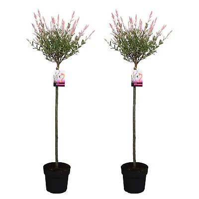 2x Salix Integra 'Hakuro-nishiki' Flamingo Willow 80cm Standard Tree In A 3L Pot • £44.99