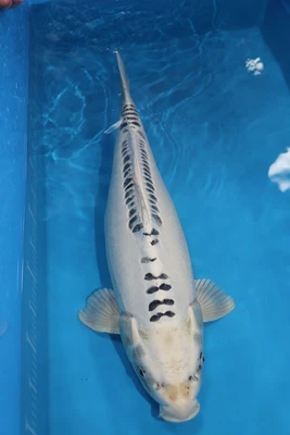 £1699 • Buy Koi For Sale-Koi Carp 25  Ghost 4762 Cascade Koi