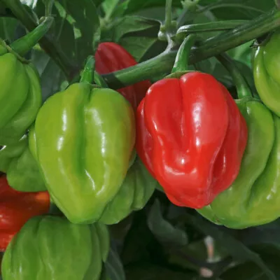 Chilli Pepper 'Scotch Bonnet'. Value Plug Plant X 5. • £9.95