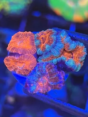 Acan Pack - Reef Kingdom Coral Salt Water Tank WYSIWYG • $30