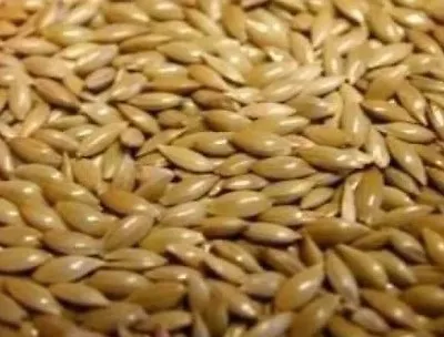 Plain Canary Seed -1kg - Willsbridge (complete Canary Food) • £6