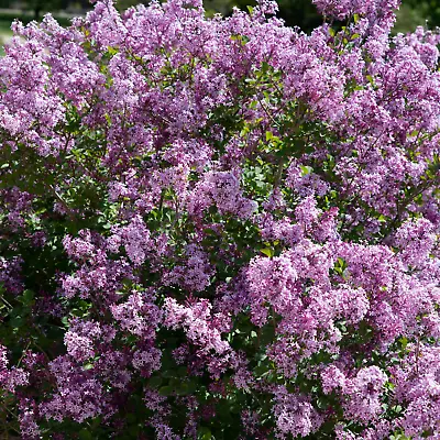 £3.89 • Buy Syring Palibin - Scented Lilac Garden Shrub