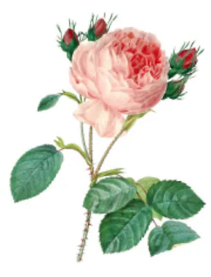 Vintage Image Shabby Pink Redouté Roses Furniture Transfers Decals FL536 • $12.99