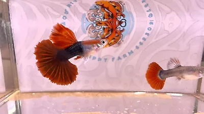 $30 • Buy 1 Pair HB Red Rose Live Guppy Fish (Overnight Shipping)