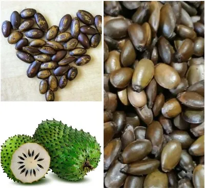 $6.76 • Buy Soursop Annona Muricate GUANABANA GRAVIOLA  Tropical Fruit Seeds 10 Packet New