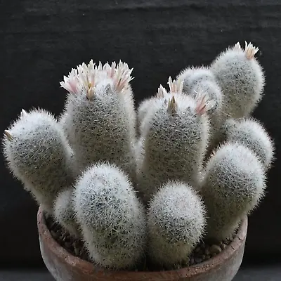 Own Root | Mammillaria Candida | Snowball Cactus | Live Plant • $6.99