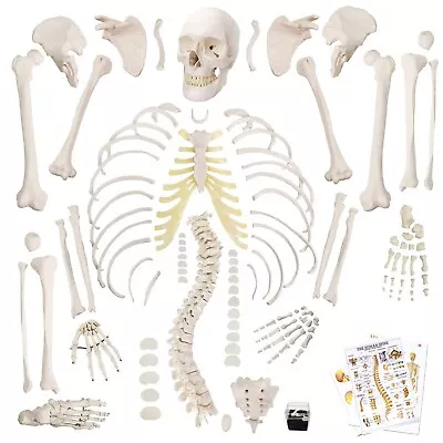 Disarticulated Human Skeleton Model For Anatomy 67 Inch High Full Size Skele... • $151.75