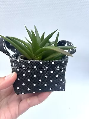 Aloe Vera Plant ‘Black Gem’ + Free Canvas Basket- Home Office Study Desk Plant • $10