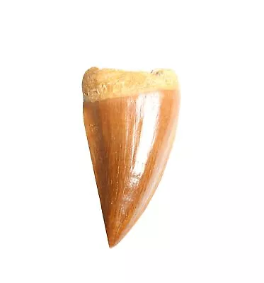 Real Mosasaurus Tooth Fossil - Authentic Dinosaur Tooth Specimen - Certificate • $16.68