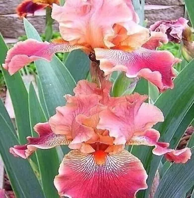 40 Heirloom Iris Seeds Fragrant Flower Plant (much Less Money Than Bulbs) • $7