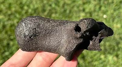 NICE Fossil Bison Calcaeneus Bone Florida Pleistocene Mammoth Age Mammal • $29.99