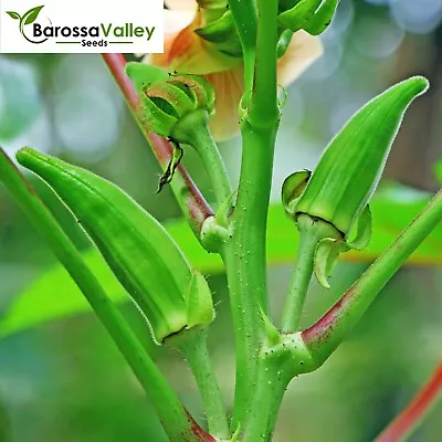 OKRA EMERALD 20 Seeds SUMMER Vegetable Garden LADY FINGER Easy Grow Same DayPOST • $4.16