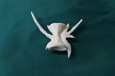 FISH VERTEBRAE - Crafts Jewelry Animal Fish Bone TaxIdermy • $13.75