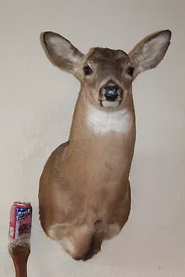 Whitetail Deer Head Shoulder Mount Taxidermy Cape Shed Antler Hunt Mule • $225