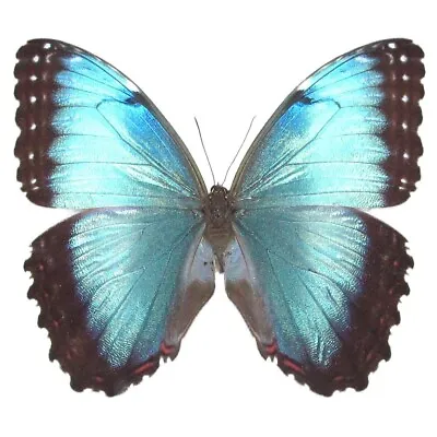 Morpho Peleides Female ONE REAL BUTTERFLY BLUE UNMOUNTED WINGS CLOSED COSTA RICA • $16