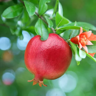 Dwarf Pomegranate Bush • £21.99