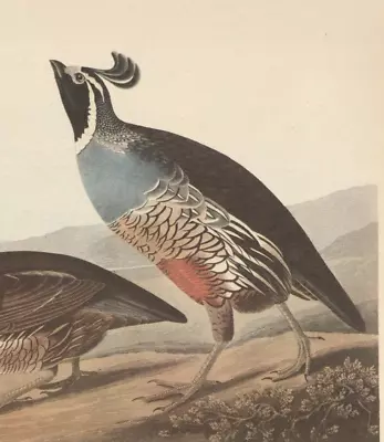 1942 Audubon Art Print 413 Valley Quail. Vintage Bird Illustration. • $9.49