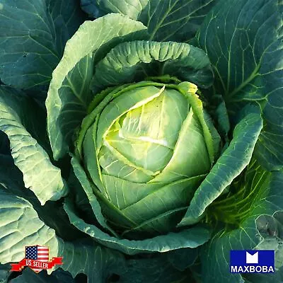 Cabbage 1100 Seeds - All Seasons  Non-GMO  Heirloom BOGO 50% OFF • $2.99