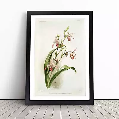 Magnolia Flowers Illustration Tab.51 F. Sander Wall Art Print Framed Picture • $18.88