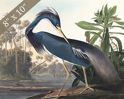 Louisiana Heron Audubon's Birds Of America Giclee Print 8x10 On Fine Art Paper • $14.99