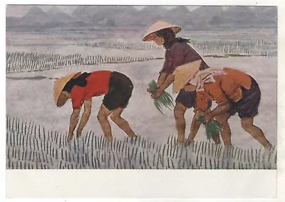 1958 North VIETNAM Vietnamese Girls Plant Rice ART Russian Old Postcard • $10.90