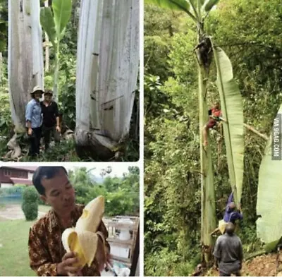 Giant Banana (MUSA INGENS) Tropical Live Fruit Tree • $39.99