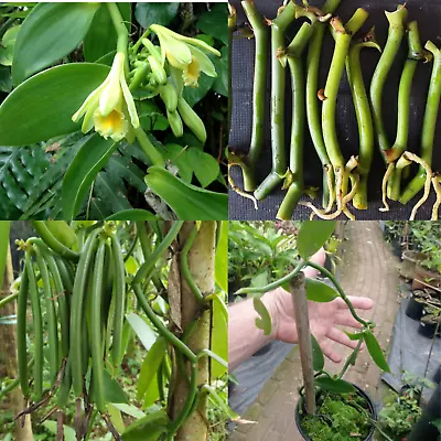 Vanilla Planifolia Orchid Organic Rare Live Cutting Plant Stem Ready Planting • $18.99