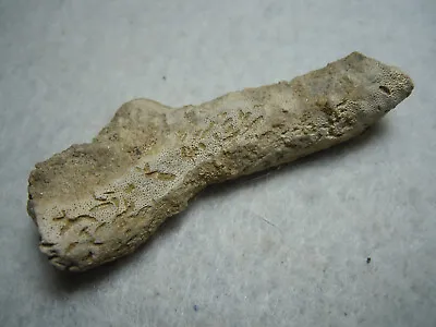 Ancient Prehistoric Coral Bryozoan Fossil Stone Kansas City USA 12.9 Grams • $12